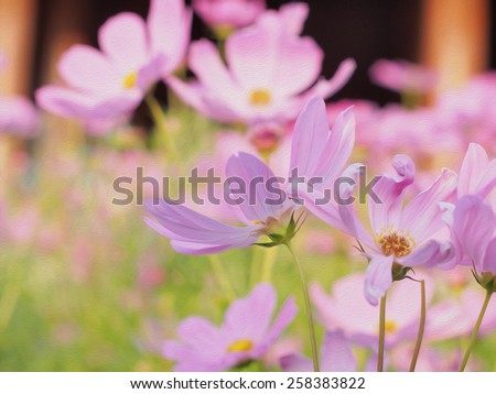 Cosmos flower oil painting