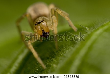 Little spider on the leaf. Macro background or texture