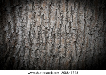 Old wood tree background or texture. Tree bark