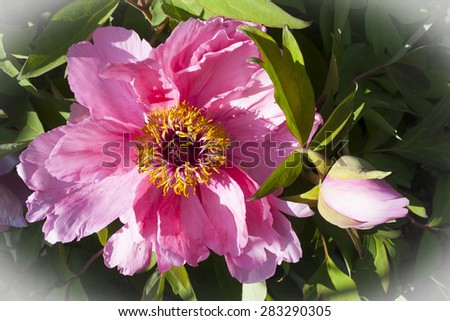 Closeup of peony flowers  .Fresh pink peony flower closeup on the bush