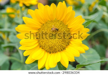 Sunflower and bee, flower in Thailand