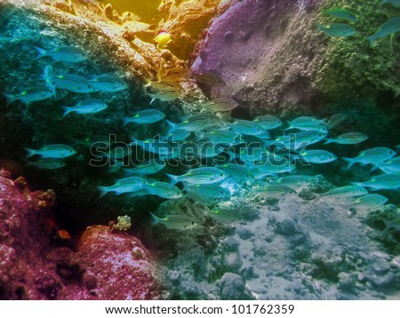 Indian ocean. Underwater world. Mauritius.
