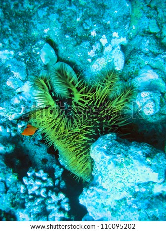 underwater world. Crustacean animal