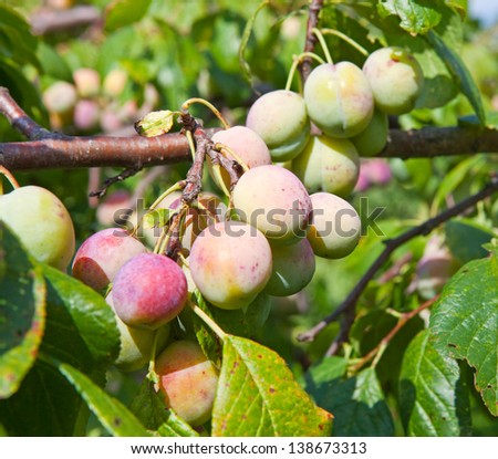 Green unripe plums on a branch