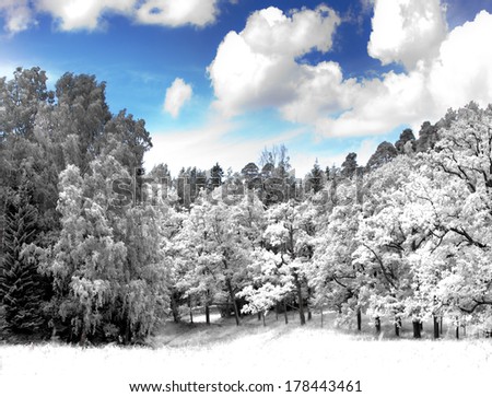 glade in the  wood, infrared photo