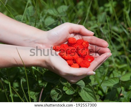 berries of ripe raspberry in female palms