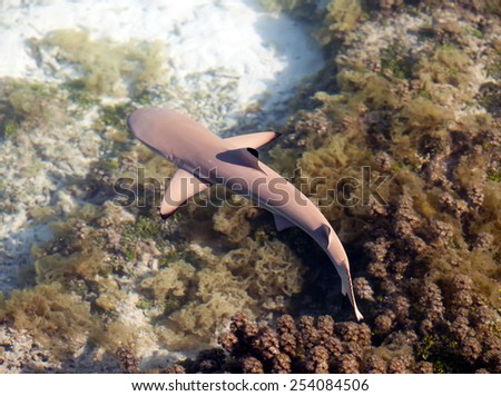 Reef shark , the top view through crystal-clear water