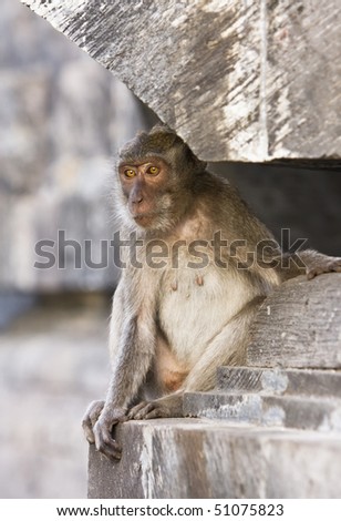 Bali,Indonesia. Monkeys in temple.