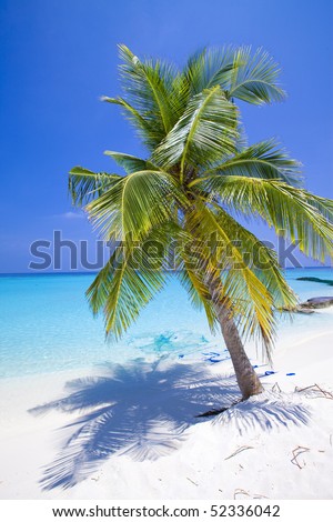 Maldives.  Palm tree bent above waters of ocean.