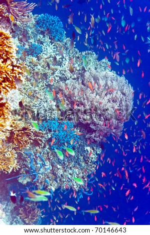 Underwater world. Fishes in corals.