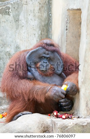 Big Face Orangutan