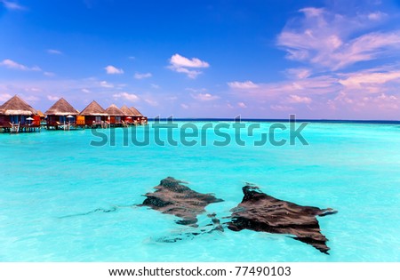 Island in ocean, overwater villas and a eagle ray (Myliobatis aquila) in ocean