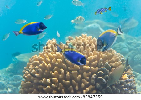 Underwater world. Fishes in corals