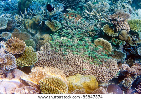 Indian ocean. Underwater world. Fishes in corals
