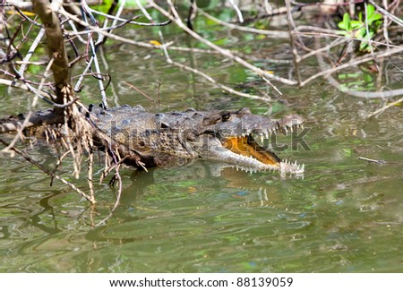 Crocodile with the opened mouth. The Black river, Jamaica