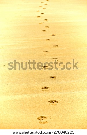 Dog footprints on the beach of Noja