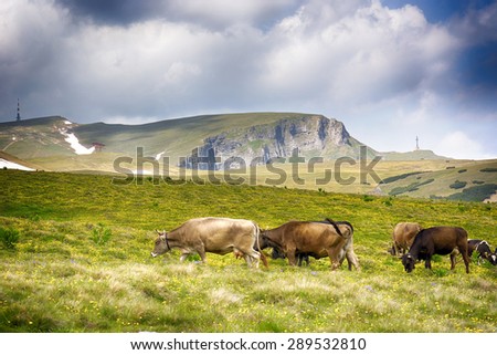 mountain landscape. Cows on high mountain grassland. Bucegi. Romania