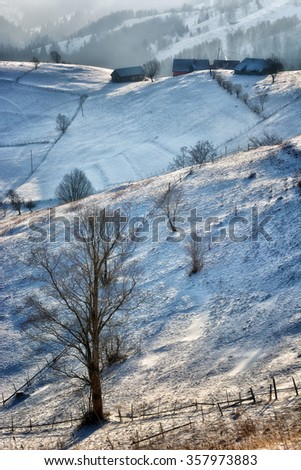 Frozen at -22 degrees celsius in a foggy sunny day of a winter, on wild transylvania hills. 03.01.2016. Sirnea. Romania. Low key, dark background, spot lighting, and rich Old Masters