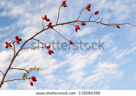 A branch of  the Rose Hip or Rose Haw in autumn with a few leafs left on it