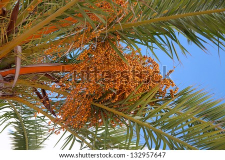 Detail of a date palm with dates hanging from the tree