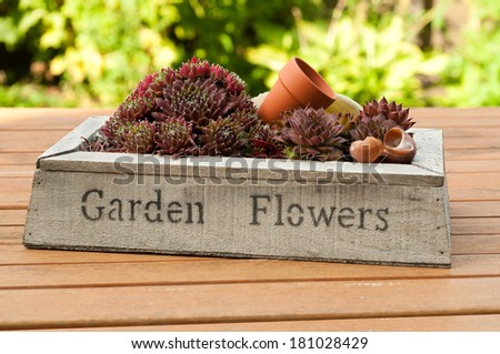Decorative wooden box with rock plants, shells and little flower pot on a wooden terrace table in a garden
