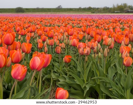 a dutch tulip bulb field with beautiful orange tulips