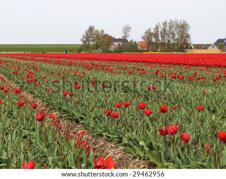 People working in the tulip bulb business cutting off the red tulips