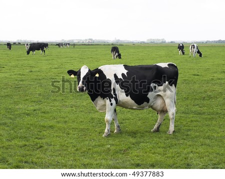 Holstein-Frisian cow standing in meadow