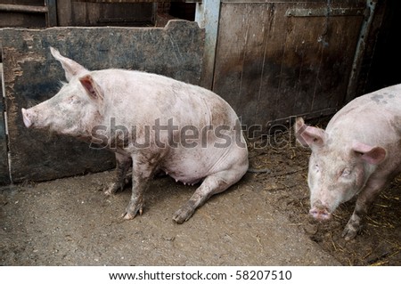 Two pigs in a stable, one sitting and one standing