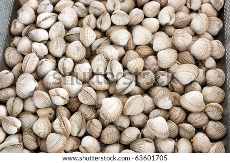 Clams called common cockles on a fish-market