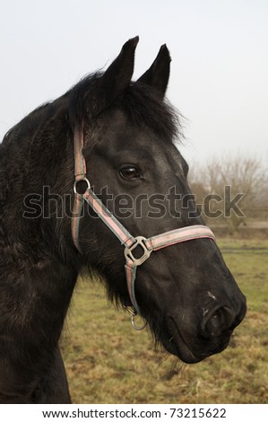 Beautiful black Frisian riding horse in profile standing in a meadow
