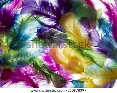 transparent background of colored feathers