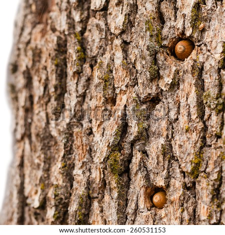 Oak tree trunk with acorns left by woodpecker