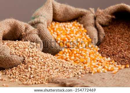 Row healthy grain food ( buckwheat, corn and flax) spilled out from jute sack.