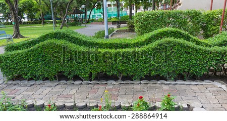 trimming shrub wave shape in park.