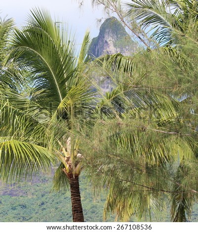 Palm Trees with Mountain in Background