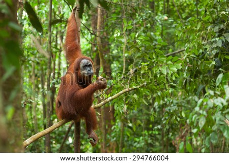 Orangutan in the wild forests of Sumatra