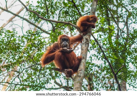 Orangutan in the wild forests of Sumatra