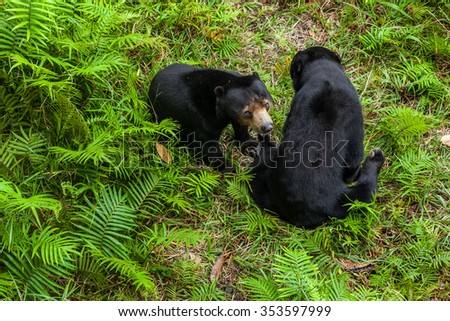 Two Sunbears Sitting on the Ground in Wildlife Sanctuary