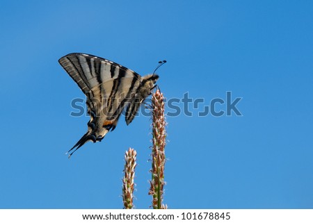 A scarce swallowtail butterfly on top of a pine tree on blue sky background