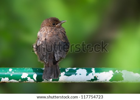 Common blackbird fledgeling.