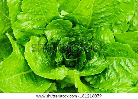 fresh lettuce leaves and heart