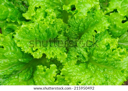 fresh curly lettuce leaves and heart