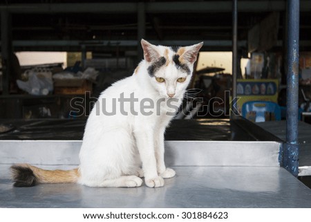 Thai cat pat sitting