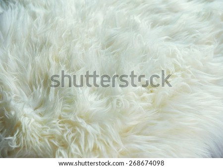 White sheep skin
