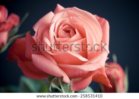 Princess of Infinity (rose)