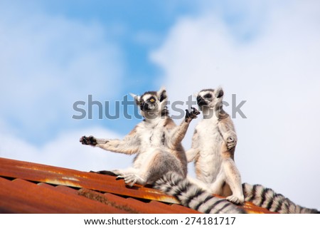 Funny Ring-tailed lemur (Lemur Catta) (Meditation)