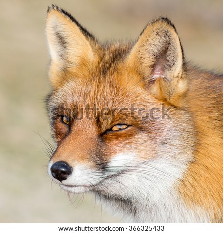 Red Fox (macro)