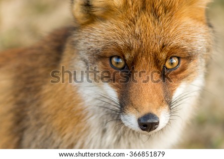 The Eyes of a Red European Fox