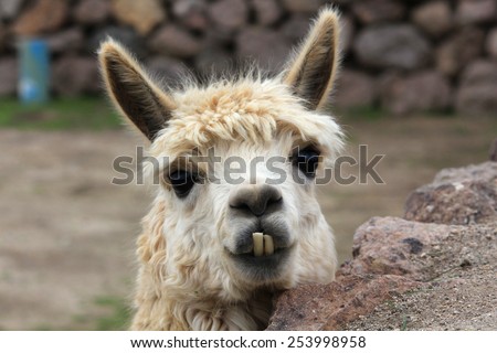Cute lama needs a dentist, Chile